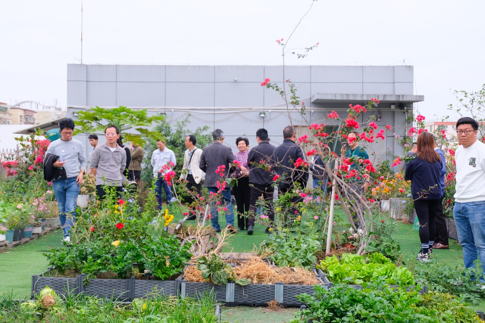 樹字開放日三樓花園